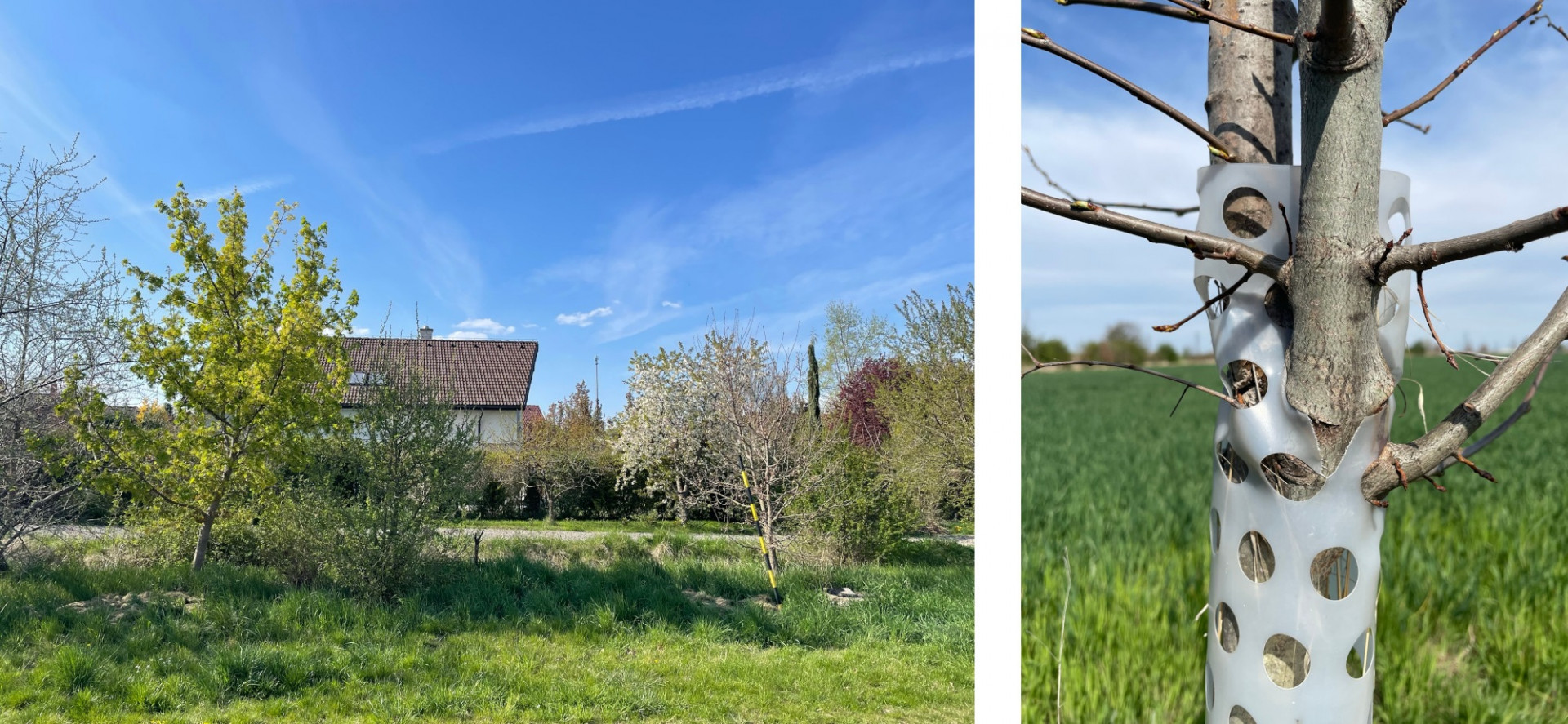 place behind the garden and an oak sapling.