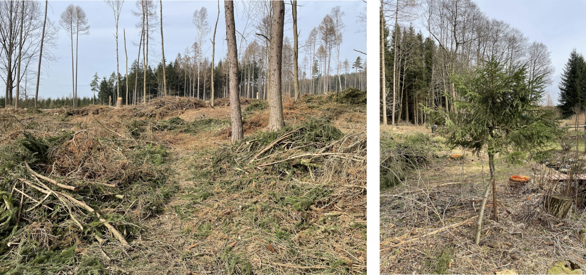 dead forest in the Highlands