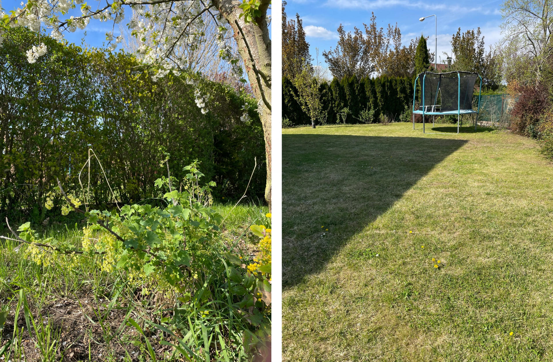 orderly grass in a private garden and berry bushes behind it.